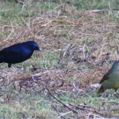 Ptilonorhynchus violaceus (Satin Bowerbird) at Mogood, NSW - 27 Jun 2023 by HelenCross
