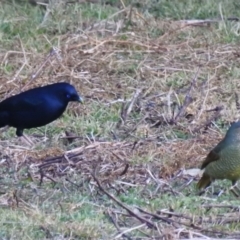 Ptilonorhynchus violaceus (Satin Bowerbird) at Mogood, NSW - 26 Jun 2023 by HelenCross