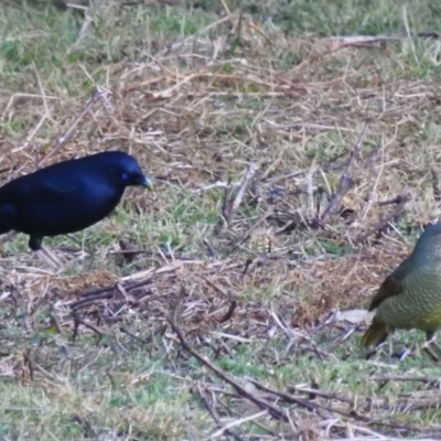 Ptilonorhynchus violaceus (Satin Bowerbird) at Mogood, NSW - 26 Jun 2023 by HelenCross