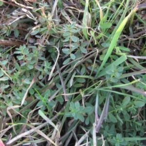 Hypericum perforatum at Molonglo River Reserve - 24 Jun 2023