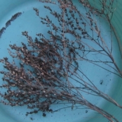 Hypericum perforatum at Molonglo River Reserve - 24 Jun 2023