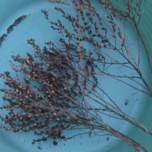 Hypericum perforatum at Molonglo River Reserve - 24 Jun 2023