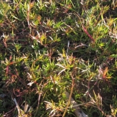 Haloragis heterophylla (Variable Raspwort) at Molonglo River Reserve - 24 Jun 2023 by pinnaCLE