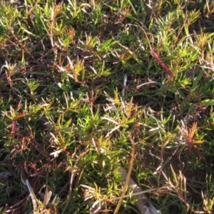 Haloragis heterophylla at Molonglo Valley, ACT - 24 Jun 2023