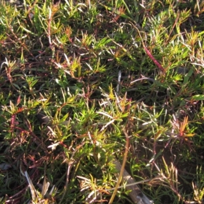 Haloragis heterophylla (Variable Raspwort) at Molonglo Valley, ACT - 24 Jun 2023 by pinnaCLE