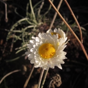 Leucochrysum albicans subsp. tricolor at Molonglo Valley, ACT - 24 Jun 2023