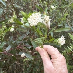 Pimelea (genus) (Rice Flower) at Batemans Bay, NSW - 27 Jun 2023 by lbradley