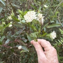 Pimelea sp. (Rice Flower) at Clyde River National Park - 27 Jun 2023 by lbradley