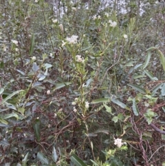 Pimelea sp. at Batemans Bay, NSW - 27 Jun 2023 04:35 PM