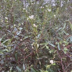 Pimelea sp. at Batemans Bay, NSW - 27 Jun 2023 04:35 PM