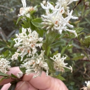 Pimelea sp. at Batemans Bay, NSW - 27 Jun 2023 04:35 PM