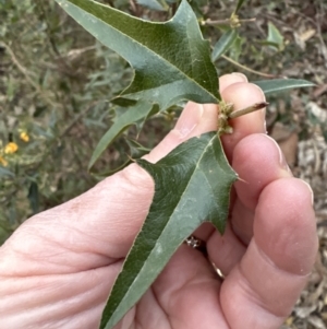 Podolobium ilicifolium at Batemans Bay, NSW - 27 Jun 2023