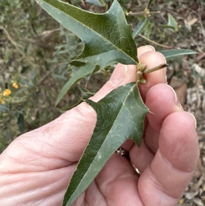 Podolobium ilicifolium (Prickly Shaggy-pea) at Batemans Bay, NSW - 27 Jun 2023 by lbradley