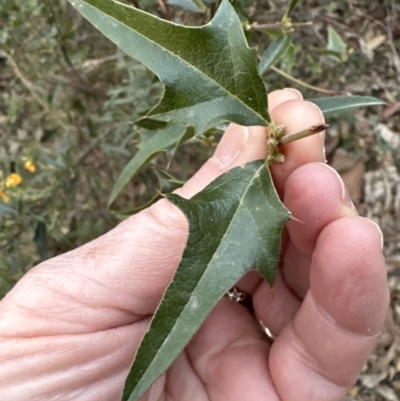 Podolobium ilicifolium (prickly shaggy-pea) at Batemans Bay, NSW - 27 Jun 2023 by lbradley