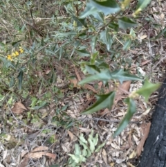 Podolobium ilicifolium at Batemans Bay, NSW - 27 Jun 2023 04:42 PM