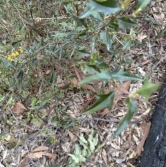 Podolobium ilicifolium at Batemans Bay, NSW - 27 Jun 2023