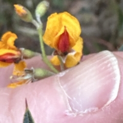 Podolobium ilicifolium at Batemans Bay, NSW - 27 Jun 2023