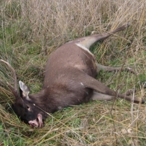 Cervus unicolor at Molonglo Valley, ACT - suppressed