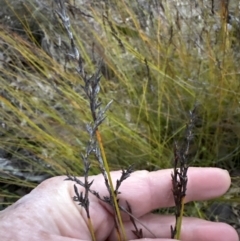 Lepidosperma urophorum (Tailed Rapier-sedge) at Clyde River National Park - 27 Jun 2023 by lbradley
