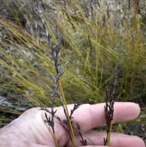 Lepidosperma urophorum at Batemans Bay, NSW - 27 Jun 2023 04:50 PM