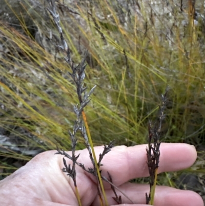 Lepidosperma urophorum (Tailed Rapier-sedge) at Clyde River National Park - 27 Jun 2023 by lbradleyKV