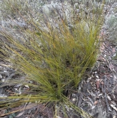 Lepidosperma urophorum at Batemans Bay, NSW - 27 Jun 2023 04:50 PM