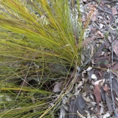 Lepidosperma urophorum at Batemans Bay, NSW - 27 Jun 2023