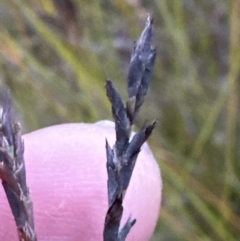 Lepidosperma urophorum at Batemans Bay, NSW - 27 Jun 2023 04:50 PM