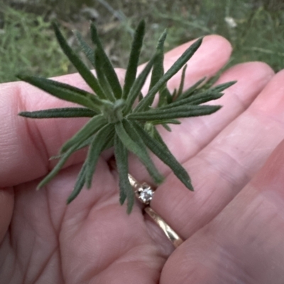 Ozothamnus diosmifolius (Rice Flower, White Dogwood, Sago Bush) at Clyde River National Park - 27 Jun 2023 by lbradley