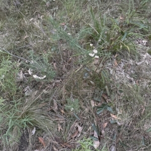 Ozothamnus diosmifolius at Batemans Bay, NSW - 27 Jun 2023 04:57 PM