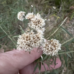 Ozothamnus diosmifolius at Batemans Bay, NSW - 27 Jun 2023