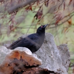 Corcorax melanorhamphos (White-winged Chough) at Molonglo Valley, ACT - 27 Jun 2023 by Kurt