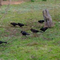 Corcorax melanorhamphos at Molonglo Valley, ACT - 27 Jun 2023