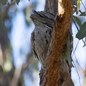 Podargus strigoides at Hawker, ACT - 25 Jun 2023