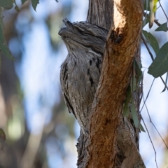 Podargus strigoides (Tawny Frogmouth) at Hawker, ACT - 24 Jun 2023 by AlisonMilton