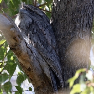 Podargus strigoides at Hawker, ACT - 25 Jun 2023