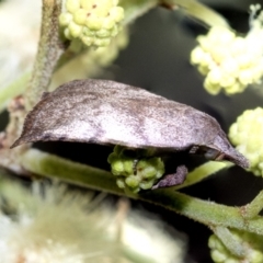 Tortricopsis euryphanella (A Concealer moth (Wingia group)) at Higgins, ACT - 28 Nov 2022 by AlisonMilton