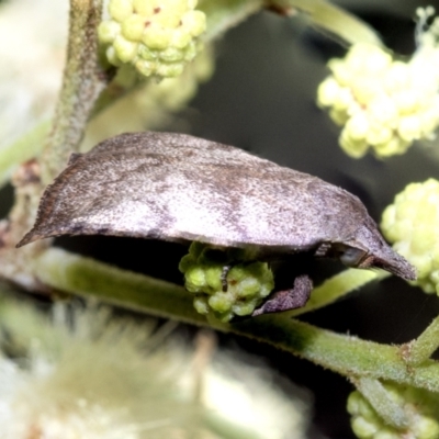 Tortricopsis euryphanella (A Concealer moth (Wingia group)) at Higgins, ACT - 28 Nov 2022 by AlisonMilton