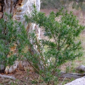 Solanum linearifolium at Molonglo Valley, ACT - 27 Jun 2023
