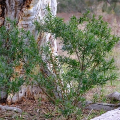 Solanum linearifolium (Kangaroo Apple) at Molonglo Valley, ACT - 27 Jun 2023 by Kurt