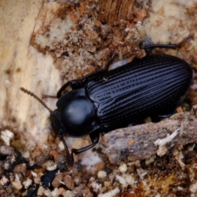 Meneristes australis (Darking beetle) at Molonglo River Reserve - 27 Jun 2023 by Kurt