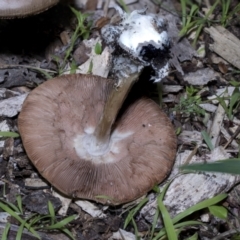 Unidentified Cap on a stem; gills below cap [mushrooms or mushroom-like] at Higgins, ACT - 1 Jun 2023 by AlisonMilton