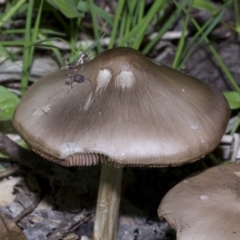 Volvopluteus gloiocephalus at Higgins, ACT - 1 Jun 2023