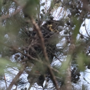 Calyptorhynchus lathami lathami at Penrose, NSW - suppressed