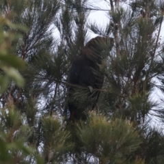 Calyptorhynchus lathami lathami at Penrose, NSW - 17 Jun 2023