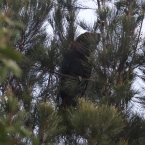 Calyptorhynchus lathami lathami at Penrose, NSW - suppressed