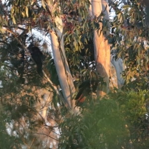 Calyptorhynchus lathami lathami at Penrose, NSW - suppressed