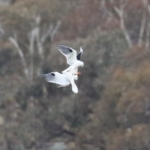 Elanus axillaris at Paddys River, ACT - 27 Jun 2023