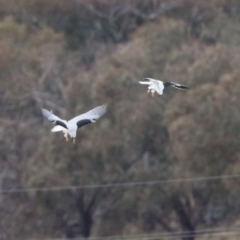 Elanus axillaris at Paddys River, ACT - 27 Jun 2023