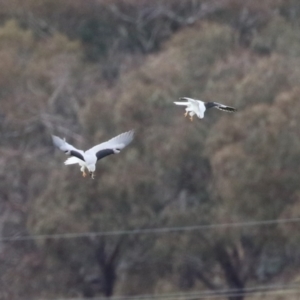 Elanus axillaris at Paddys River, ACT - 27 Jun 2023